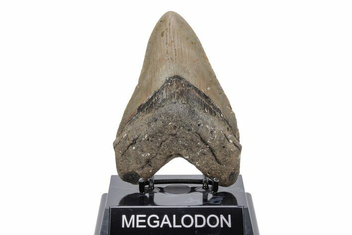 Serrated, Fossil Megalodon Tooth - North Carolina #219958